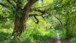 wir bestaunen uralte Bäume