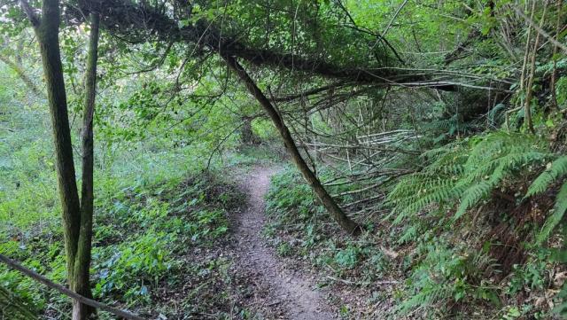 ...seine Sanftheit und wird spürbar wilder