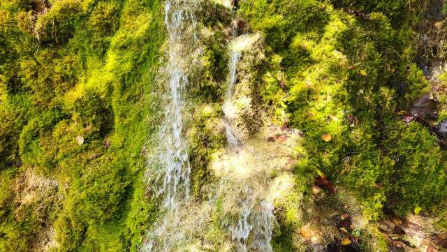 es ist eine ursprüngliche, von zahlreichen Wasserläufen und dichte Vegetation geprägte Natur