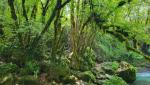 mit jedem Schritt schliesst sich der Wald dichter um uns, bis wir glauben, in einem Regenwald zu stehen