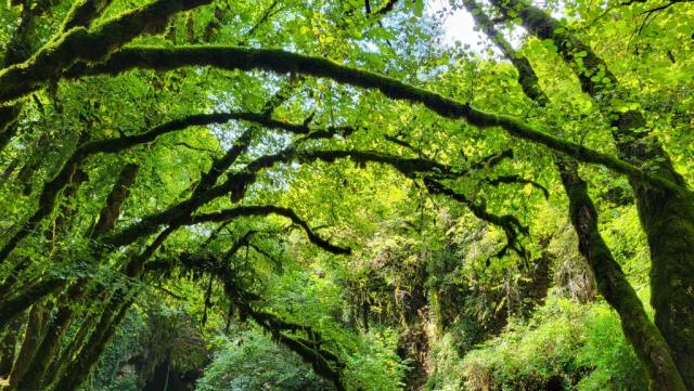 wir verlassen den Wasserfall und den Regenwald...