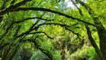 wir verlassen den Wasserfall und den Regenwald...