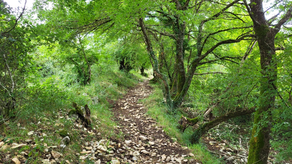 erneut geht es durch einen Steineichenwald, dessen dunkles Laub das Licht in sanfte Grüntöne filtert