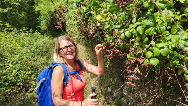frische Brombeeren, noch warm von der Sonne, vom Strauch direkt in den Mund gepflückt