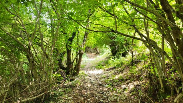 immer wieder geht es durch dichte Vegetation...
