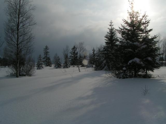 durch den lichten Wald