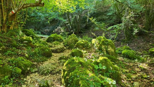 ...leitet uns der Cammino di San Benedetto weiter durch einen dicht bewachsenen Wald