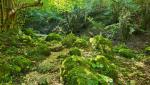 ...leitet uns der Cammino di San Benedetto weiter durch einen dicht bewachsenen Wald