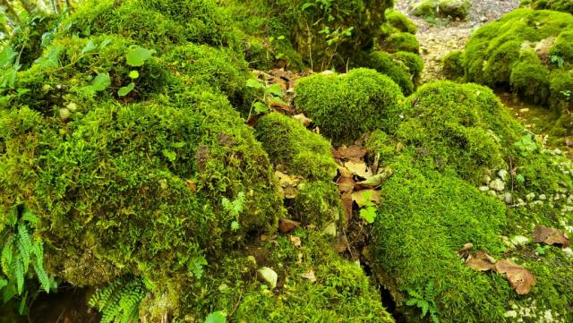 weil nahezu kein Licht den Wald durchdringt, ist der Boden vollständig mit dichtem Moos bedeckt