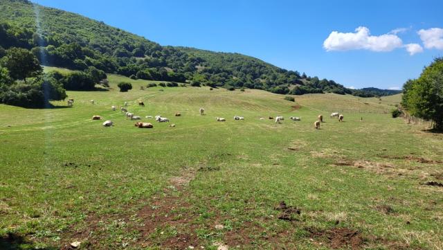 auf den Weiden grasen Kühe, bewacht von wachsamen Herdenschutzhunden – eine stets heikle Situation