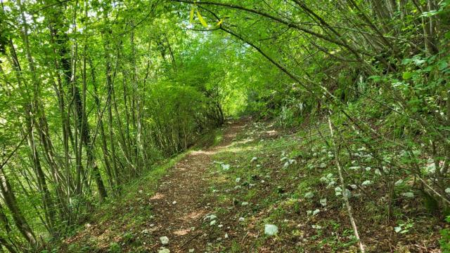 wir durchqueren durch einen dichten Wald die Valle Macerosa