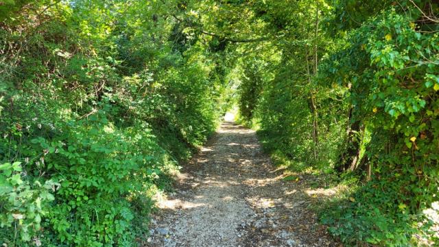 wir durchqueren schattige Steineichenwälder