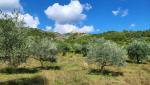 wir durchqueren schöne Olivenhaine