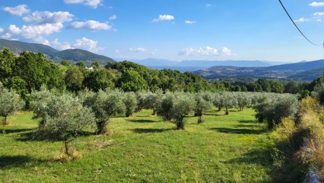 wir verlassen Vico nel Lazio und wandern durch weite Olivenhaine