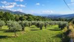 wir verlassen Vico nel Lazio und wandern durch weite Olivenhaine