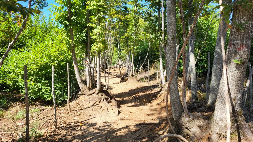 wir gehen davon aus, dass an dieser Stelle regelmässig Kühe zu ihren Weiden geführt werden