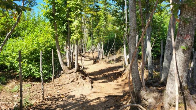 wir gehen davon aus, dass an dieser Stelle regelmässig Kühe zu ihren Weiden geführt werden