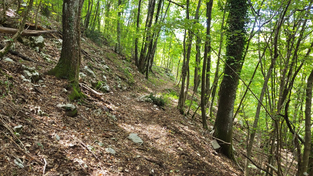 wir betreten einen dichten, beinahe geheimnisvollen Wald