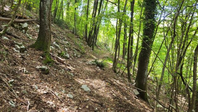 wir betreten einen dichten, beinahe geheimnisvollen Wald