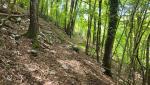 wir betreten einen dichten, beinahe geheimnisvollen Wald