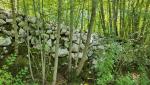 uralte Trockenmauern zeigen, dass hier einst Weiden waren. Mit der Landflucht holte sich der Wald das Gebiet zurück