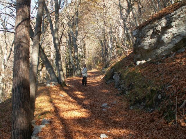 durch den schönen Wald