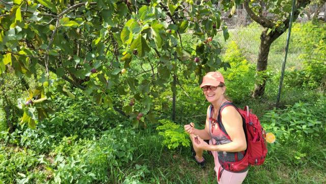 Feigen direkt vom Baum gepflückt und gegessen – was für ein Genuss, ein kleiner Moment des Glücks