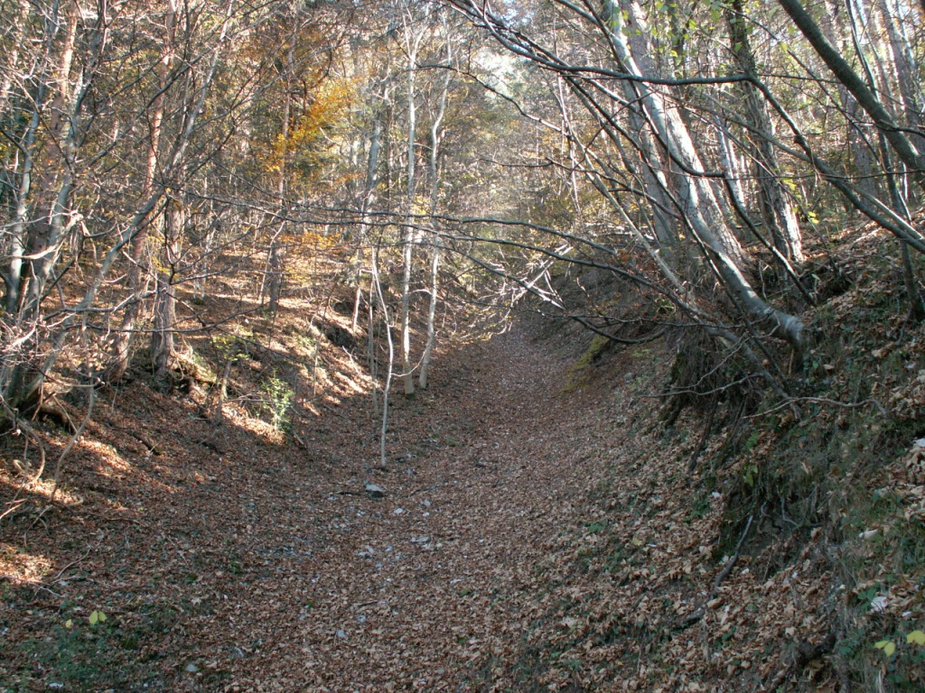 Herbstwald