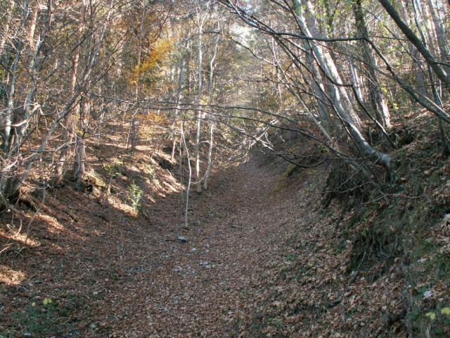 Herbstwald