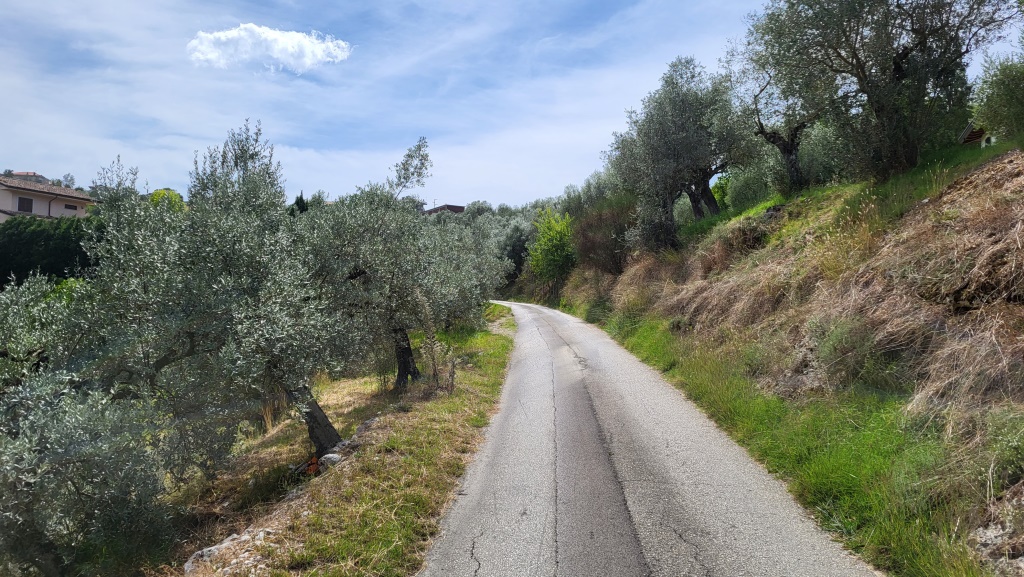 der Weg führt zwischen Olivenbäume