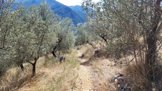 der Bergpfad führt uns durch steile Olivenhaine, wo warmer Wind die Zweige leise schüttelt