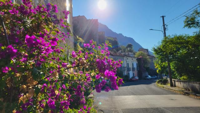 immer wieder beeindruckend, diese prächtigen Bougainvillea am Wegesrand