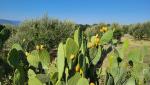 nun sind wir endgültig im Süden angekommen, was die Kaktusfeigen entlang des Weges unübersehbar zeigen