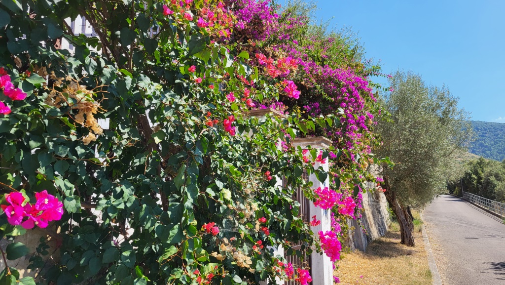 was für eine Blumenpracht