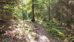 auch auf der anderen Seite der Kantonsgrenze, bleibt der Wald sehr schön