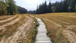 der herrliche Weg durch den Sumpf, führt durch Wiesen und Wälder. Die Holzwege dürfen nicht verlassen werden