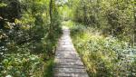 über einen stabilen Holzsteg wandern wir durch den Riet. Hier wächst die fleischfressende Krugpflanze