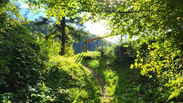 durch Wälder und Wiesen geht es Richtung Eichberg