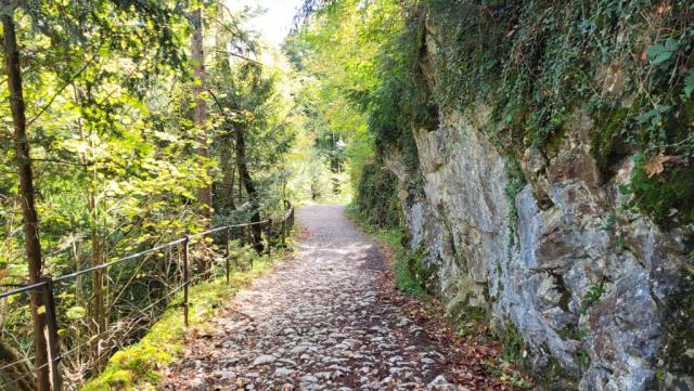 der Wanderweg führt uns nun steil durch den Wald abwärts Richtung Kobelwald