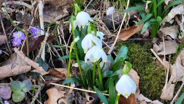 Frühlingserwachen