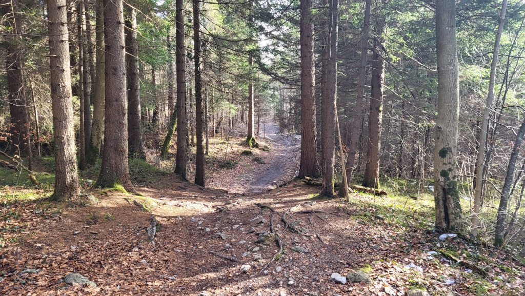 wir durchqueren den Steigwald