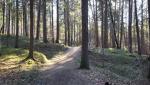 nach der Maschänser Rüfi geht es durch den Fürstenwald