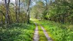 wir durchwandern lichte Wälder