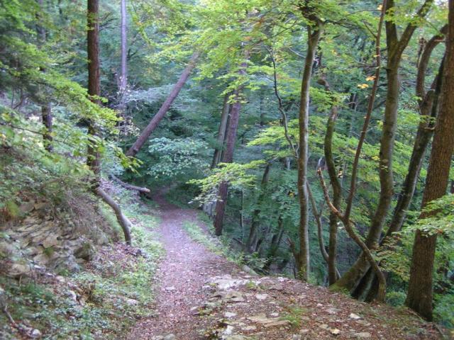 es geht alles im Wald aufwärts