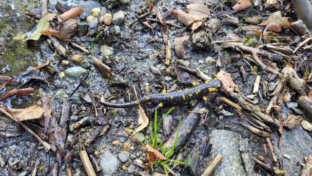 während dem wandern mussten wir richtig aufpassen. Immer wieder waren Feuersalamander auf dem Wanderweg ersichtlich