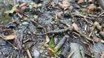 während dem wandern mussten wir richtig aufpassen. Immer wieder waren Feuersalamander auf dem Wanderweg ersichtlich