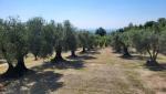 Kampanien ist Landwirtschaft. Hier z.B. Olivenbäume