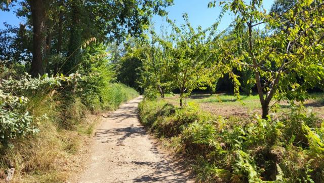 der Wanderweg führt uns immer wieder durch Obstplantagen