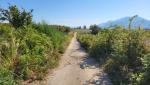 schnurgerade zieht sich die ehemalige Römerstrasse durch die Felder der Campania