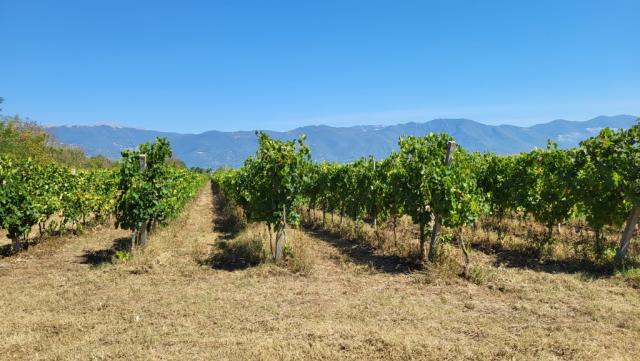 wir freuen uns schon auf die Weine Aglianico oder Falanghina